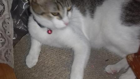 La gatita "Bombón" se escondió durante el desalojo. Foto: Especial