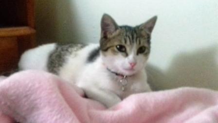 La gatita "Bombón" se escondió durante el desalojo. Foto: Especial