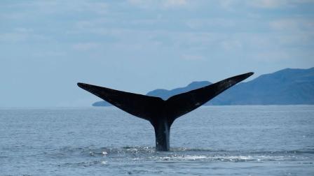 El ‘Gigante del Mar’, la ballena azul de aproximadamente 30 metros de largo, hizo su arribo al Parque Nacional Bahías de Loreto, Baja California Sur, procedente de Alaska. Foto: Especial