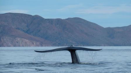 El ‘Gigante del Mar’, la ballena azul de aproximadamente 30 metros de largo, hizo su arribo al Parque Nacional Bahías de Loreto, Baja California Sur, procedente de Alaska. Foto: Especial