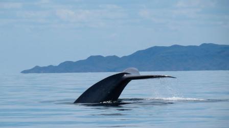 El ‘Gigante del Mar’, la ballena azul de aproximadamente 30 metros de largo, hizo su arribo al Parque Nacional Bahías de Loreto, Baja California Sur, procedente de Alaska. Foto: Especial