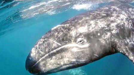 El Gigante del Mar, la ballena azul, mide aproximadamente 30 metros de largo y cada año arriba al Parque Nacional Bahía de Loreto, Baja California Sur, procedente de Alaska. Foto: Especial
