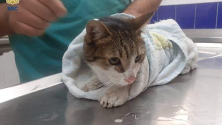 Después de 33 días rescatan a gatita 'Bombón' de edificio desalojado