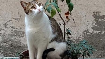Después de 33 días rescatan a gatita 'Bombón' de edificio desalojado