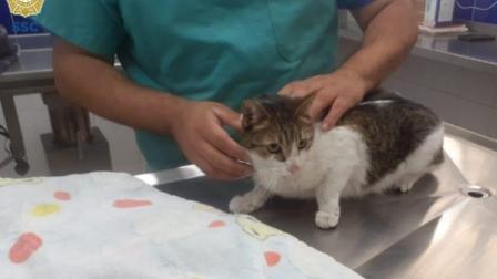 Después de 33 días rescatan a gatita 'Bombón' de edificio desalojado
