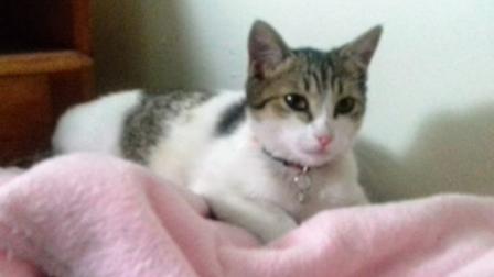 Después de 33 días rescatan a gatita 'Bombón' de edificio desalojado