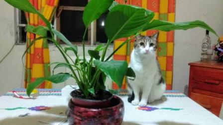 Después de 33 días rescatan a gatita 'Bombón' de edificio desalojado
