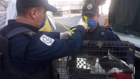 Después de 33 días rescatan a gatita 'Bombón' de edificio desalojado