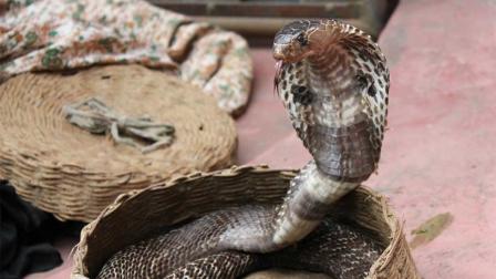 Mata a su esposa con una cobra para quedarse con la herencia