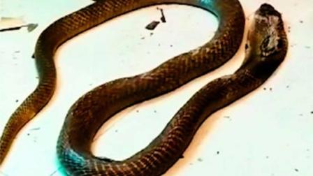 Mata a su esposa con una cobra para quedarse con la herencia