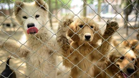 Pandemia arruina la 'Fiesta de la carne de perro' en China
