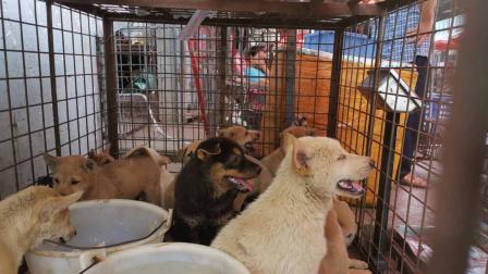 Pandemia arruina la 'Fiesta de la carne de perro' en China