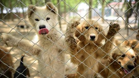 Pandemia arruina la 'Fiesta de la carne de perro' en China
