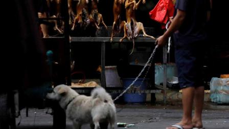 Pandemia arruina la 'Fiesta de la carne de perro' en China