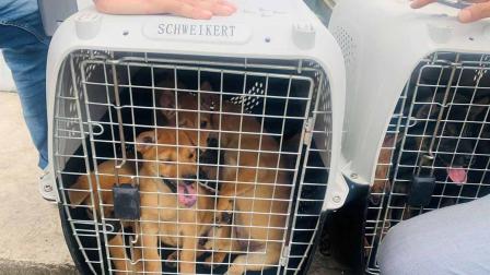 Pandemia arruina la 'Fiesta de la carne de perro' en China
