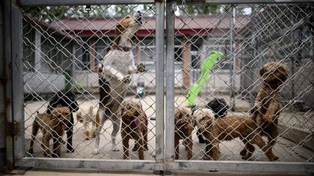 Pandemia arruina la 'Fiesta de la carne de perro' en China