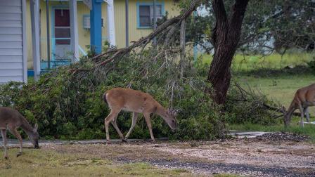 Así arrasa 'Hanna' con la costa sur de Texas