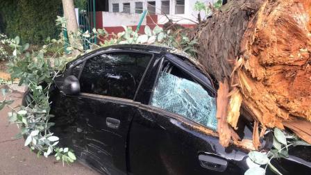 El árbol de 12 metros de altura cayó sobre un automóvil estacionado. Foto: Ricardo Vitela