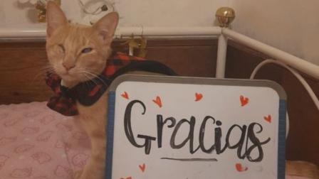 El gatito nació con microftalmia en su ojo derecho. Foto: Facebook / Jimena Ortiz