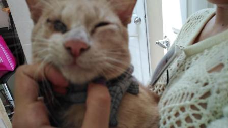 El gatito nació con microftalmia en su ojo derecho. Foto: Facebook / Jimena Ortiz