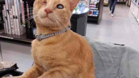 El gatito nació con microftalmia en su ojo derecho. Foto: Facebook / Jimena Ortiz