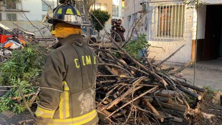 Los bomberos tardaron más de 45 minutos en seccionarlo y colocarlo sobre la banqueta para liberar la circulación. Foto: Antonio García 
