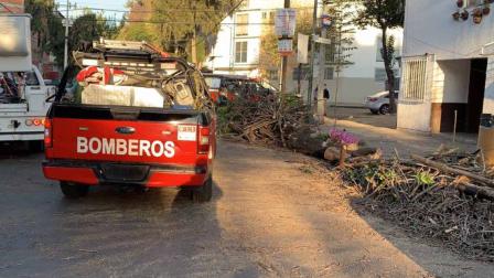 Los bomberos tardaron más de 45 minutos en seccionarlo y colocarlo sobre la banqueta para liberar la circulación. Foto: Antonio García 