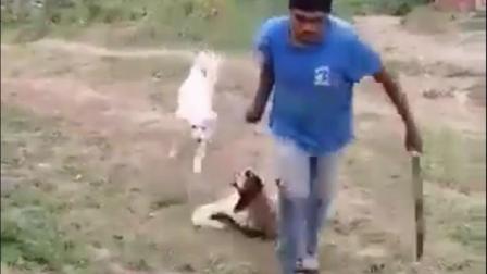 El sujeto reclamaba que la perrita se había comido 11 pollos de su propiedad. Foto: FGJEM