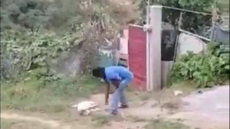 El sujeto reclamaba que la perrita se había comido 11 pollos de su propiedad. Foto: FGJEM