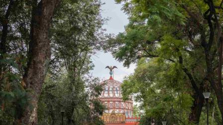 Padecen miles de árboles de la Cuauhtémoc por muérdago