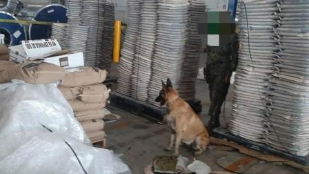 Elementos de la Semar y la Administración General de Aduanas, decomisaron un cargamento de mariguana que estaba oculta en 432 respaldos de asientos automotrices de cuero de res.