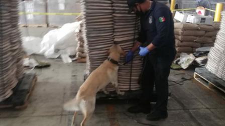 Elementos de la Semar y la Administración General de Aduanas, decomisaron un cargamento de mariguana que estaba oculta en 432 respaldos de asientos automotrices de cuero de res.