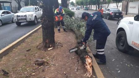 Árbol cae sobre vehículo que circulaba en Xochimilco