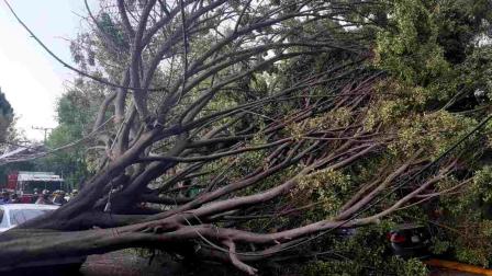 Árbol cae sobre vehículo que circulaba en Xochimilco