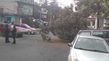 Árbol cae sobre vehículo que circulaba en Xochimilco