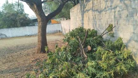 Cae rama de árbol y lesiona a 7 que estaban en convivio