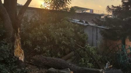 Cae rama de árbol y lesiona a 7 que estaban en convivio