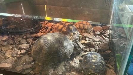 Rescatan cocodrilos, serpientes, avesente… de mercado Nuevo San Lázaro 