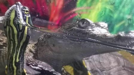 Rescatan cocodrilos, serpientes, avesente… de mercado Nuevo San Lázaro 