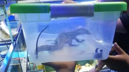 Rescatan cocodrilos, serpientes, avesente… de mercado Nuevo San Lázaro 