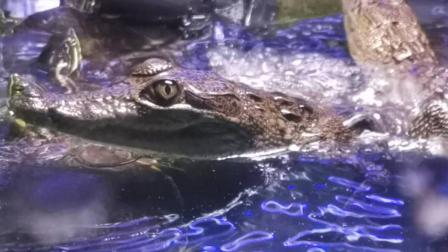 Rescatan cocodrilos, serpientes, avesente… de mercado Nuevo San Lázaro 