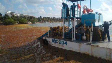 Desde el inicio de la operación hasta el 23 de mayo de 2021 se han recolectado 10 mil 462.76 toneladas de esta alga en altamar y en las playas de los siete municipios afectados en el Estado de Quintana Roo / Cuartoscuro