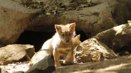 Cinco cachorros de lobo mexicano nacieron el 24 de abril en el Zoológico de Chapultepec. 