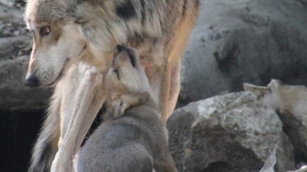 Los padres de esta nueva camada de lobos mexicanos con ‘Seje’, una hembra de nueve años y ‘Rhi’, un macho de siete años de edad. 