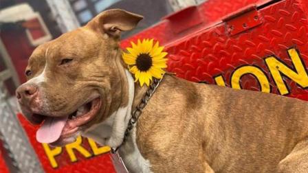 Se desconoce si Canelo huyó o fue robado; sin embargo, los bomberos de la estación 14 piden apoyo a la ciudadanía para encontrar al can.