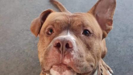 Se desconoce si Canelo huyó o fue robado; sin embargo, los bomberos de la estación 14 piden apoyo a la ciudadanía para encontrar al can.
