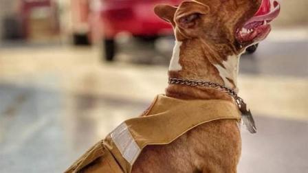 Se desconoce si Canelo huyó o fue robado; sin embargo, los bomberos de la estación 14 piden apoyo a la ciudadanía para encontrar al can.