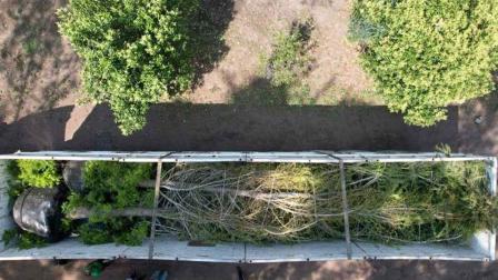 Los ahuehuetes de las plantaciones de Viveros Regionales y Los Encinos, a bordo de dos tráileres. Foto: Especial