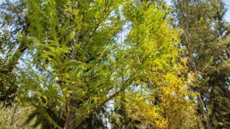 Los ahuehuetes son árboles nativos de México. Foto: Especial
