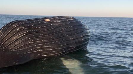 Enorme ballena en playa de Guasave